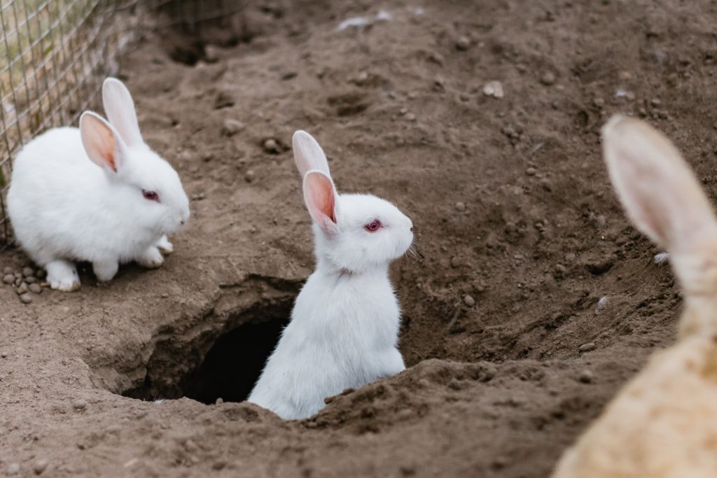 rabbit hole