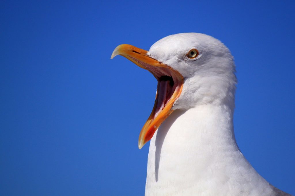 WSOP Will Not Punish Mike Matusow After Profanity-Laced Threats 1 seagull yell cry