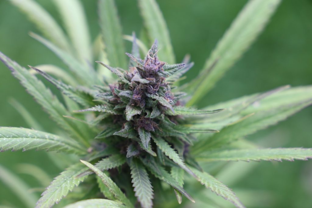 Mashantucket, Cherokee Tribes Planning Cannabis Mega-Dispensaries Near Their Casinos 1 cannabis 3871901 1920
