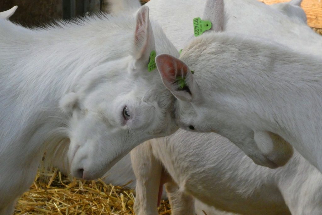 Exciting: Player DQ’ed From EPT Prague Main Event for Headbutting Opponent 1 goats 4895619 1920