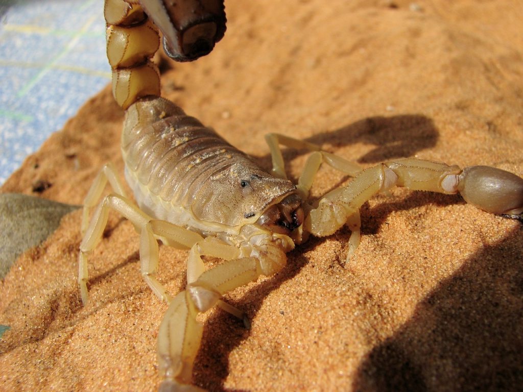 Aw, Nuts! Venetian Guest Stung by Scorpion While Sleeping 1 scorpion 1165688 1280