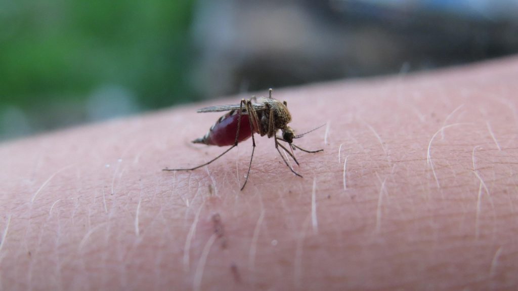 the mosquito 5219052 1280